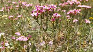 Image result for Centaurium erythraea
