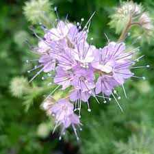 Attēlu rezultāti vaicājumam “Phacelia tanacetifolia”