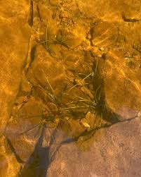 Attēlu rezultāti vaicājumam “Isoetes echinospora leaf”