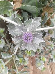 Attēlu rezultāti vaicājumam “Eryngium maritimum”