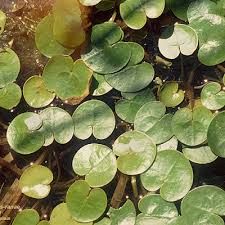 Attēlu rezultāti vaicājumam “Hydrocharis morsus-ranae bud”