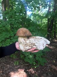 Attēlu rezultāti vaicājumam “Claustria didermoides stalked”