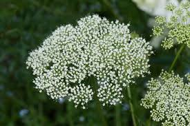 Attēlu rezultāti vaicājumam “Cenolophium denudatum”