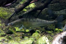 Image result for Sander lucioperca