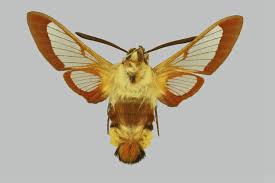 Attēlu rezultāti vaicājumam “Hemaris fuciformis”