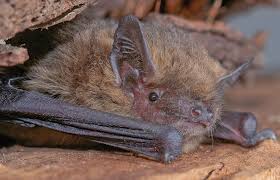 Attēlu rezultāti vaicājumam “Pipistrellus pygmaeus”