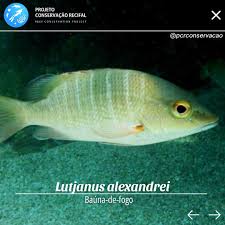 Image result for Lutjanus alexandrei