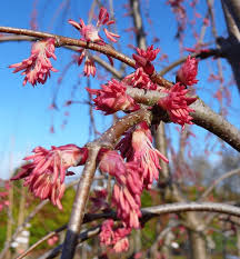 Attēlu rezultāti vaicājumam “Cercidiphyllum japonicum fruit”