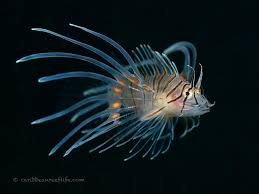 Image result for Pterois volitans