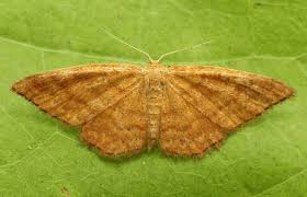 Attēlu rezultāti vaicājumam “Idaea serpentata”