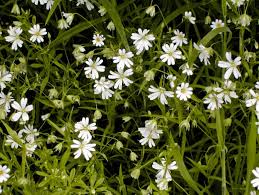Attēlu rezultāti vaicājumam “Stellaria holostea flower”