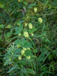 Attēlu rezultāti vaicājumam “Humulus lupulus”