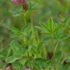 Attēlu rezultāti vaicājumam “Trifolium medium flower”