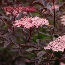 Attēlu rezultāti vaicājumam “Sambucus nigra flower”