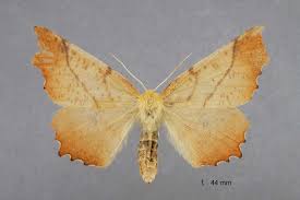 Attēlu rezultāti vaicājumam “Ennomos autumnaria”