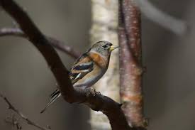 Attēlu rezultāti vaicājumam “Fringilla montifringilla”