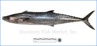 Image result for Scomberomorus cavalla