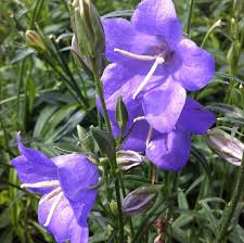 Image result for Campanula persicifolia