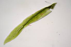 Attēlu rezultāti vaicājumam “Fissidens pusillus sporophyte”