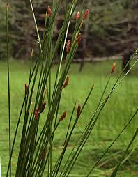 Attēlu rezultāti vaicājumam “Trichophorum cespitosum”