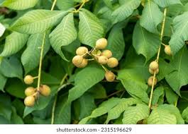 Attēlu rezultāti vaicājumam “Aesculus flava fruit”