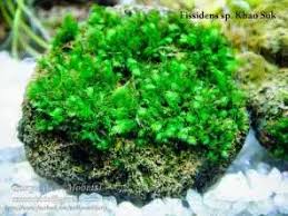 Attēlu rezultāti vaicājumam “Fissidens adianthoides”