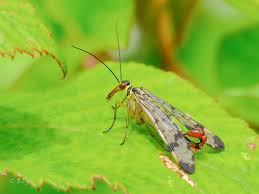 Attēlu rezultāti vaicājumam “Panorpa communis”