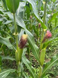 Attēlu rezultāti vaicājumam “Zea mays male flower”