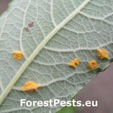 Attēlu rezultāti vaicājumam “Melampsora epitea”