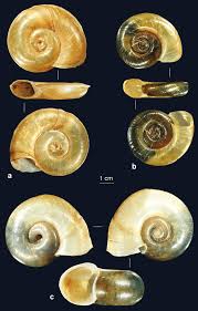 Attēlu rezultāti vaicājumam “Planorbis planorbis”