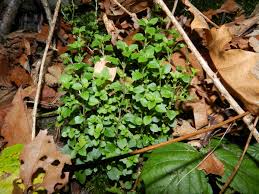 Attēlu rezultāti vaicājumam “Moehringia trinervia bud”