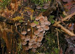 Attēlu rezultāti vaicājumam “Psathyrella pygmaea”