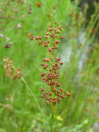 Attēlu rezultāti vaicājumam “Juncus gerardii leaf”
