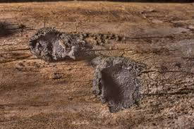 Attēlu rezultāti vaicājumam “Biscogniauxia repanda”