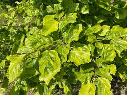 Attēlu rezultāti vaicājumam “Hamamelis”