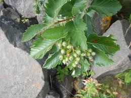 Attēlu rezultāti vaicājumam “Sorbus intermedia leaf”