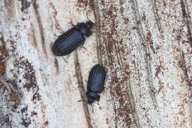 Attēlu rezultāti vaicājumam “Trogossitidae”