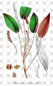 Attēlu rezultāti vaicājumam “Potamogeton perfoliatus fruit”