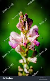 Attēlu rezultāti vaicājumam “Onobrychis arenaria flower”