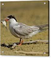 Attēlu rezultāti vaicājumam “Sterna hirundo adult”