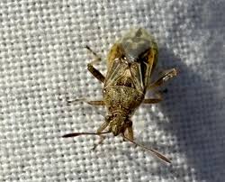 Attēlu rezultāti vaicājumam “Rhopalus maculatus”