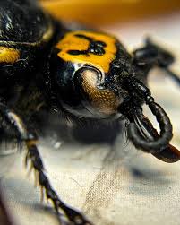 Attēlu rezultāti vaicājumam “Megalaria grossa”