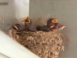 Attēlu rezultāti vaicājumam “Hirundo rustica nest”