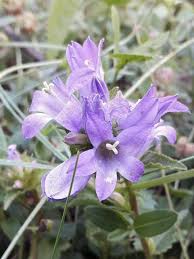 Attēlu rezultāti vaicājumam “Campanula glomerata flower”