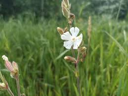 Attēlu rezultāti vaicājumam “Silene latifolia subsp. alba flower”