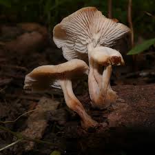 Attēlu rezultāti vaicājumam “Lentinellus ursinus”