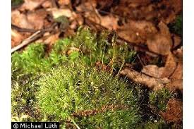 Attēlu rezultāti vaicājumam “| Dicranum”