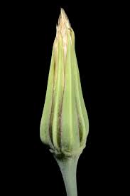 Attēlu rezultāti vaicājumam “Tragopogon heterospermus leaf”