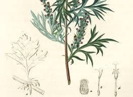 Attēlu rezultāti vaicājumam “Artemisia vulgaris flower”