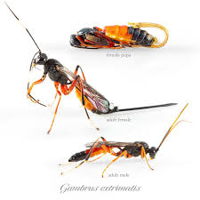 Attēlu rezultāti vaicājumam “Ichneumonidae cocoon”